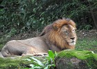singapur0245  Königlich : Tierfoto. Reisefoto, Fotodokumentation, Singapur Zoo. Löwe