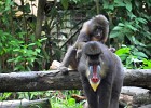 singapur0251  tut das gut..Körperpflege bei den Mandrill