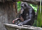 singapur0254  Schimpansenmutter