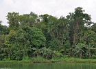 singapur0260  Urwald beim Zoo : Tierfoto. Reisefoto, Fotodokumentation, Singapur Zoo. Urwald