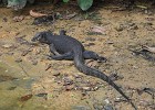 singapur0261  ein fast zwei Meter Varan : Tierfoto. Reisefoto, Fotodokumentation, Singapur Zoo. Varan