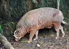 singapur0265  Gefährliche Hauer des Babirusa Schwein : Tierfoto. Reisefoto, Fotodokumentation, Singapur Zoo.