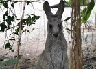 singapur0282  i am a Känguru : Tierfoto. Reisefoto, Fotodokumentation, Singapur Zoo.