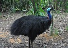 singapur0287  Casual (Cassowary) : Tierfoto. Reisefoto, Fotodokumentation, Singapur Zoo.