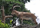 singapur0311  Nubische Ibex Bock : Tierfoto. Reisefoto, Fotodokumentation, Singapur Zoo.