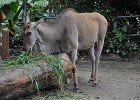 singapur0339  Mahlzeit Ehland Antilope : Tierfoto. Reisefoto, Fotodokumentation, Singapur Zoo.