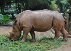 singapur0340  Breitmaulnashorn : Tierfoto. Reisefoto, Fotodokumentation, Singapur Zoo. Nashorn