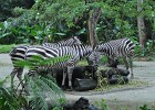 singapur0341  herrliche Zebras : Tierfoto. Reisefoto, Fotodokumentation, Singapur Zoo. Zebra