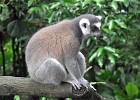 singapur0400  auf Du und Du mit dem Lemur : Tierfoto, Reisefoto, Fotodokumentation, Singapur Zoo. Lemur