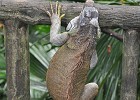 singapur0414  jetz hau ich aber ab : Tierfoto, Reisefoto, Fotodokumentation, Singapur Zoo. Leguan