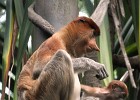 singapur0436  Siehst Du Junge.. : Tierfoto, Reisefoto, Fotodokumentation, Singapur Zoo, Nasenaffe