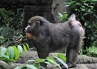 singapur0437  Mandril Affe : Tierfoto, Reisefoto, Fotodokumentation, Singapur Zoo, Mandril