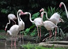 singapur0448  Flamingos : Tierfoto, Reisefoto, Fotodokumentation, Singapur Zoo. Flamingo