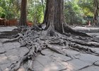 taprohm06 : Kambodscha, Angkor, Ta Prohm