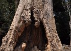 taprohm16  eine riesige Baumhöhle : Kambodscha, Angkor, Ta Prohm