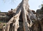 taprohm31 : Kambodscha, Angkor, Ta Prohm
