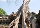 taprohm34 : Kambodscha, Angkor, Ta Prohm