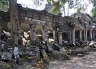 taprohm49 : Kambodscha, Angkor, Ta Prohm