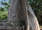 taprohm55 : Kambodscha, Angkor, Ta Prohm