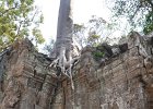 taprohm60 : Kambodscha, Angkor, Ta Prohm