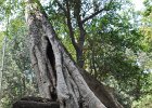 taprohm64 : Kambodscha, Angkor, Ta Prohm