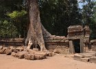 taprohm71 : Kambodscha, Angkor, Ta Prohm