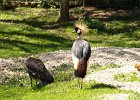 P4249300  Kronenkranich : Schmieding, Tierpark Schmieding, Vogelpark, Oberösterreich, Tierfoto, Fotodokumentation, Austria