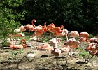 P4249304  Flamingofamilie : Schmieding, Tierpark Schmieding, Vogelpark, Oberösterreich, Tierfoto, Fotodokumentation, Austria