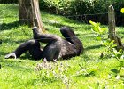 P4249311  Gorilla : Schmieding, Tierpark Schmieding, Vogelpark, Oberösterreich, Tierfoto, Fotodokumentation, Austria