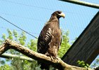 P4249363  Adler : Schmieding, Tierpark Schmieding, Vogelpark, Oberösterreich, Tierfoto, Fotodokumentation, Austria