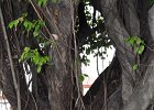 arun081 : Thailand, Wat Arun, Arun Tempel, Bangkok
