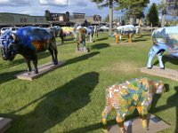 usawy0485  im Bisongarten