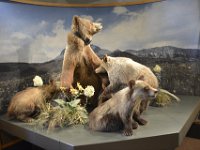 usaynp267  Grisley Familie