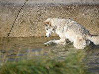 usaynp287  da ist einer