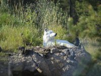 usaynp313  weisser Wolf beim Sonnenbaden