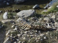 usaynp318  ein Überbleibsel