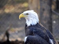 usaynp367  Weiskopfadler