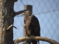 usaynp396  Adlerblick