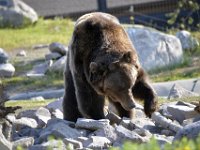 usaynp417  der Grisley