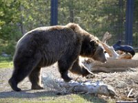 usaynp435  auch die Raben warten