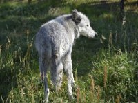 usaynp441  wo sind die Konkurenten