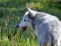 usaynp454  da schau ich nochmals lieber