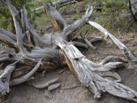 usayel167  Holz bleibt immer liegen