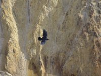 usayel213  Flugkünstler