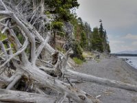 usaynp113  hestrandetes Holz