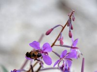 usaynp116  auf den Blüten