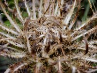 usaynp125  eine Distel