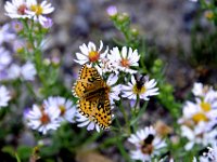 usaynp128  in der Wiese