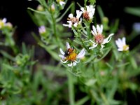 usaynp133 tonemapped  in der Wiese