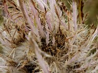 usaynp134  schöne Distel